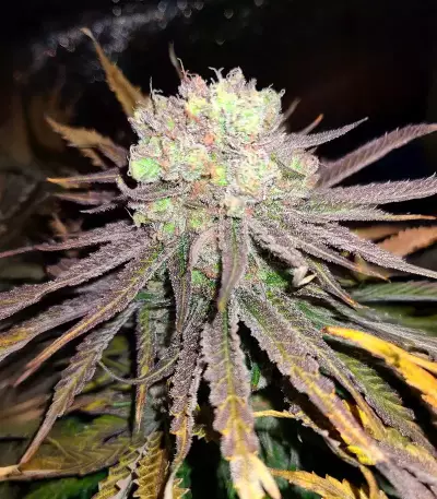 Wombat (BlimBurn Seeds)