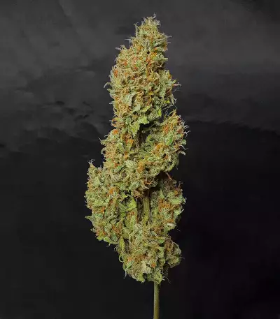 Z Auto (Fast Buds)