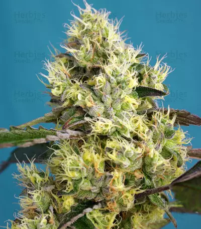 Sweet Gelato Auto Seeds