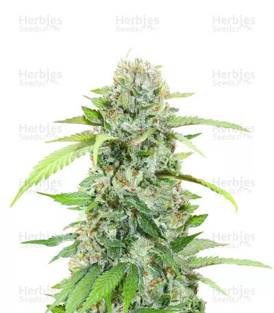 The White Fire OG Feminized Seeds (Seedkeepers)