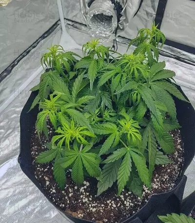 Sementes Feminizadas de Watermelon Z Auto (Barney's Farm)