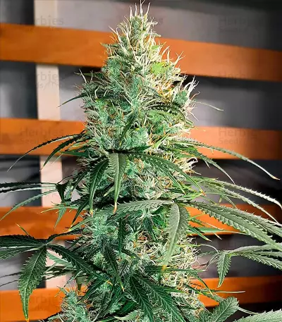 Super Skunk Autoflower (Herbies Seeds)