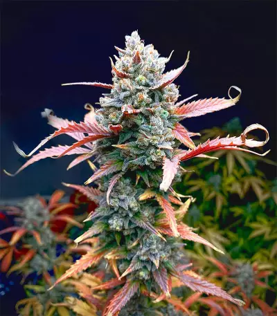 Super Skunk Autoflower (Herbies Seeds)