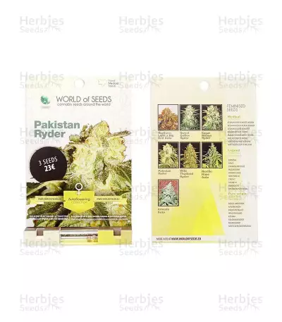Pakistan Ryder Auto feminized seeds