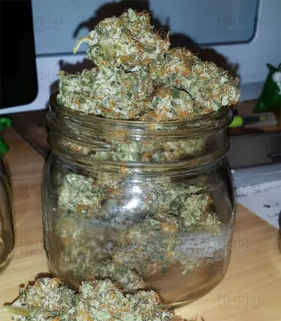 Auto Anubis Seeds