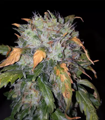 Auto Blueberry Ghost OG strain