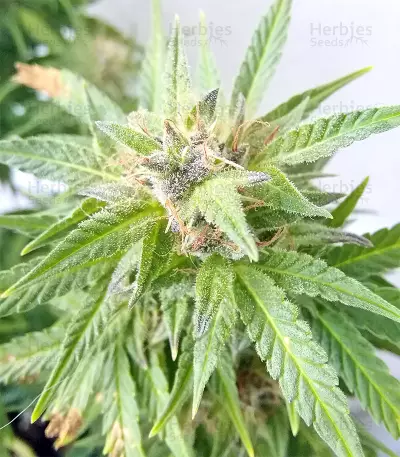 BCN Power Plant Seeds