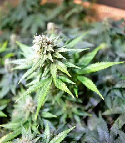 Black Destroyer feminized seeds