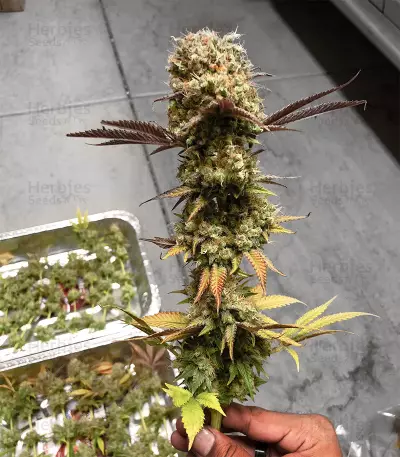 Blue Thunder strain