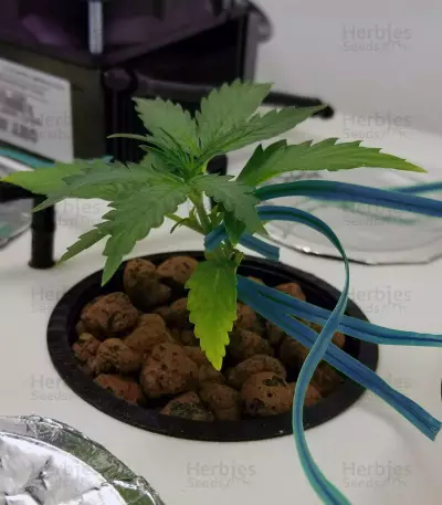 Blueberry 420 Auto Seeds