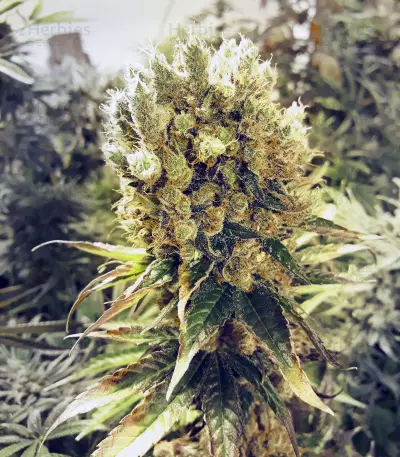 Buddha Medikit CBD (Buddha Seeds)
