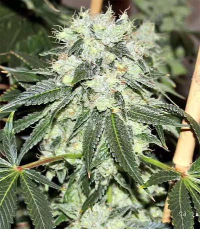 Graines de cannabis Chem Berry D regular (Dark Horse Genetics)