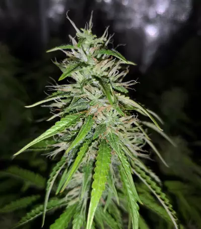 Chemdog #4 semi femminizzati