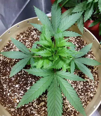 Dogstar Dawg (Big Head Seeds)
