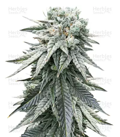 Graines de cannabis Grandaddy Purple (Big Head Seeds)
