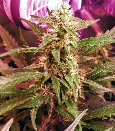 Killer Queen XX feminized seeds