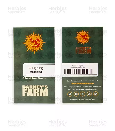 Laughing Buddha feminized seeds
