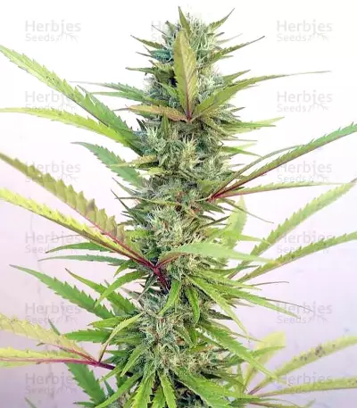 Lemon Trip feminized seeds