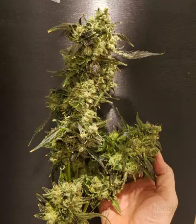 Semi femminizzati NYC Diesel