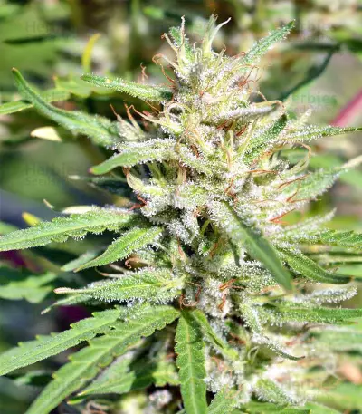 Nepal Jam regular (Ace Seeds)