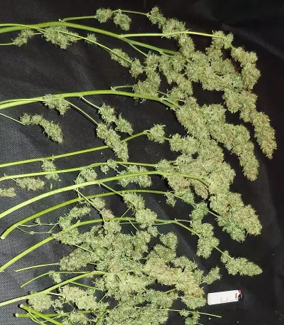 Northern Light x Big Bud Early Harvest feminized seeds