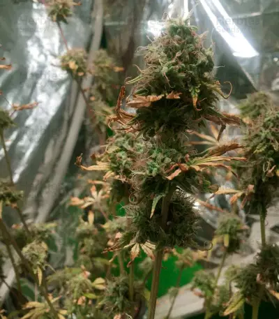 Semi femminizzati Northern Lights (Seed Stockers)