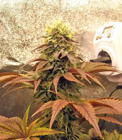 Peyote Purple Regular seeds