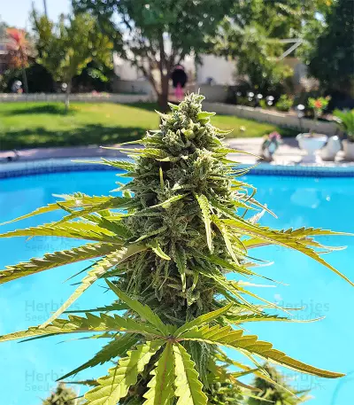 Ripley's OG Auto strain