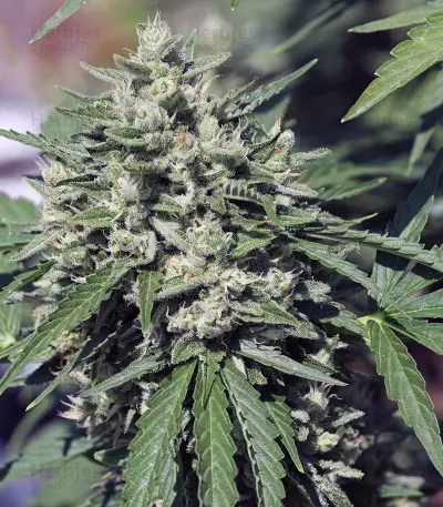 Royal Cookies Automatic feminized seeds
