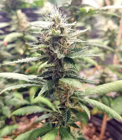 Sandstorm feminized seeds