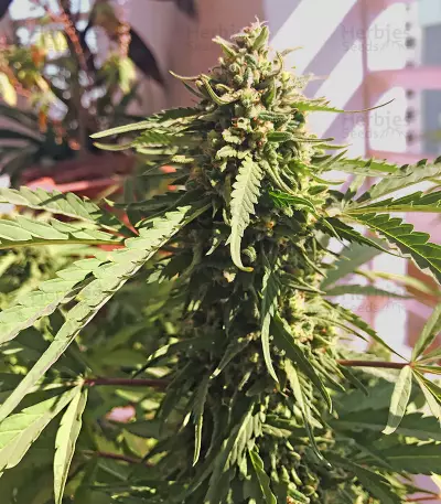 Sour Diesel (Reserva Privada)