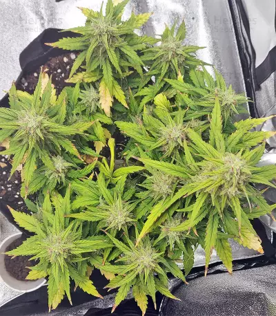 Strawberry Gum feminized seeds