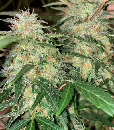 Graines de cannabis Super Critical Auto (GHS)