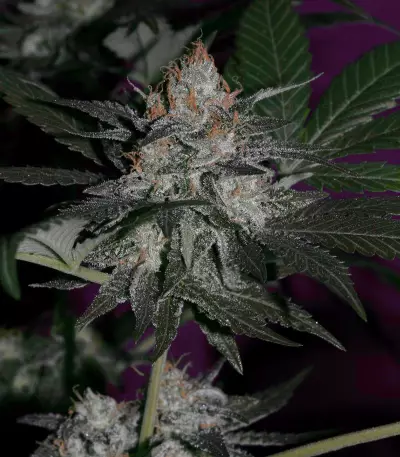 Super Lemon Haze x Gelato Seeds