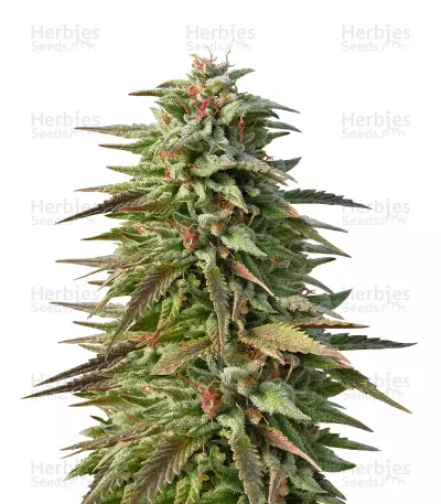 Graines de cannabis Trippy Gorilla Autoflowering (Big Head Seeds)