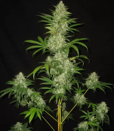 Tyrone Special Auto (Mephisto Genetics)