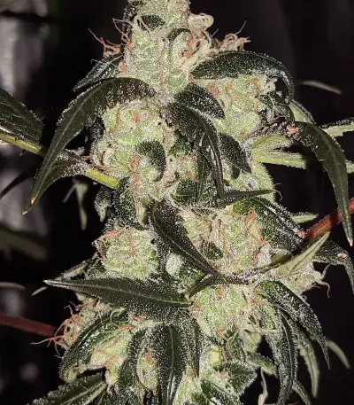 Wedding Cake Auto Feminized Seeds