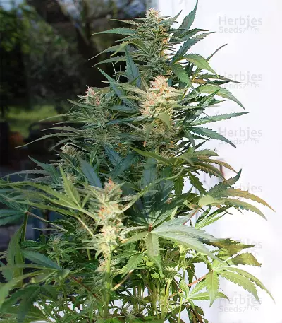 White Haze Automatic feminized seeds