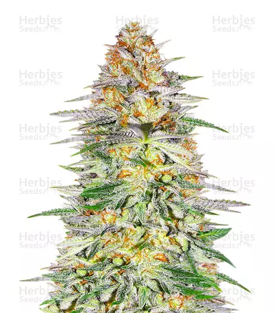 Alpha 21 Feminized Seeds (AlphaFem Seeds)