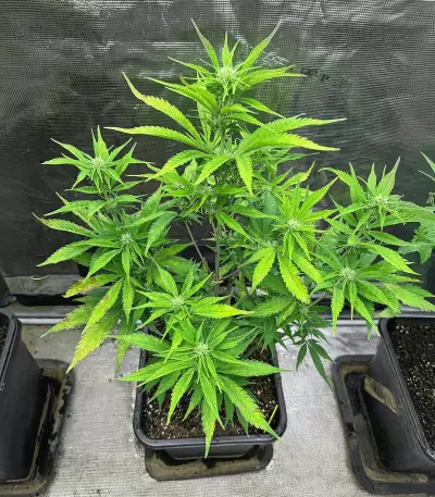 Semi Femminizzati Apple Strudel Auto (Fast Buds)