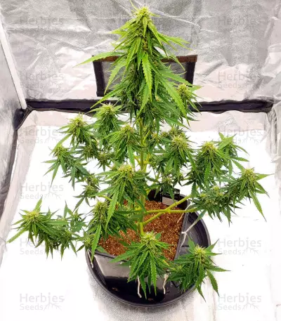 Apricot Auto strain