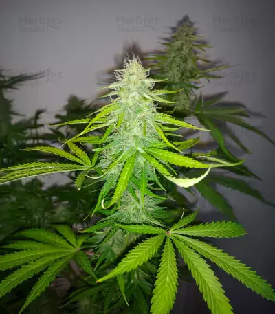 Semi femminizzati di Berry Bomb Auto