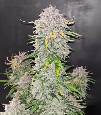 Blue Dream Autoflower Feminized Seeds (Seedkeepers)