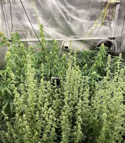 Bruce Banner Autoflower เมล็ดพันธุ์สตรี (Seedkeepers)