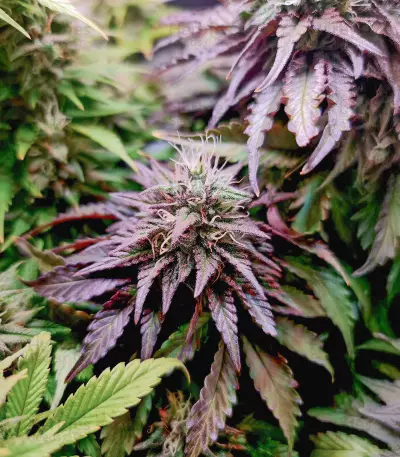 Bubblegum (Herbies Seeds)