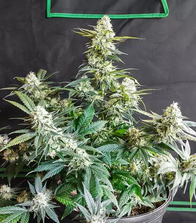 Candy Kush Fast Version Feminized Seeds (EGS)