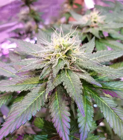 Cindy 99 (BlimBurn Seeds)