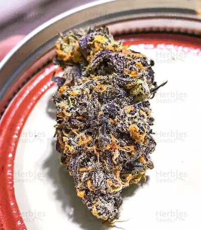 Semillas Feminizadas Dozy Breath (AlphaFem Seeds)