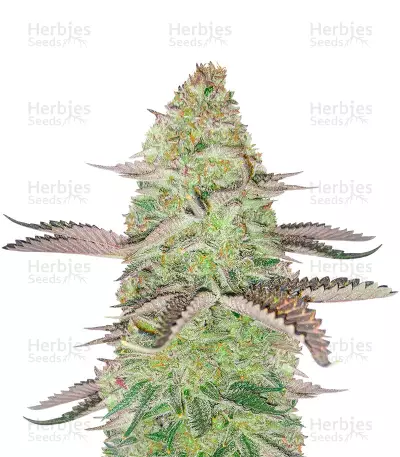 Girl Scout Cookies Feminized Seeds (Herbies Seeds USA)