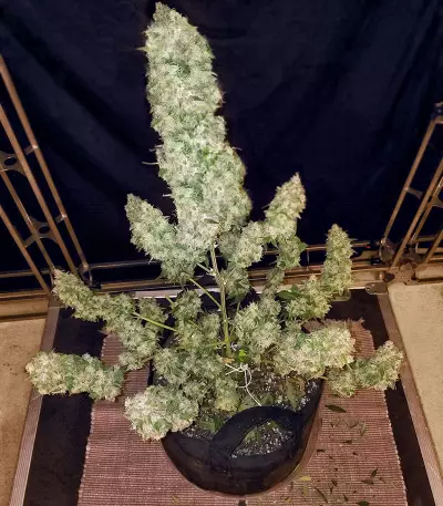 GG#4 Original Glue (Cali Buds Seeds)